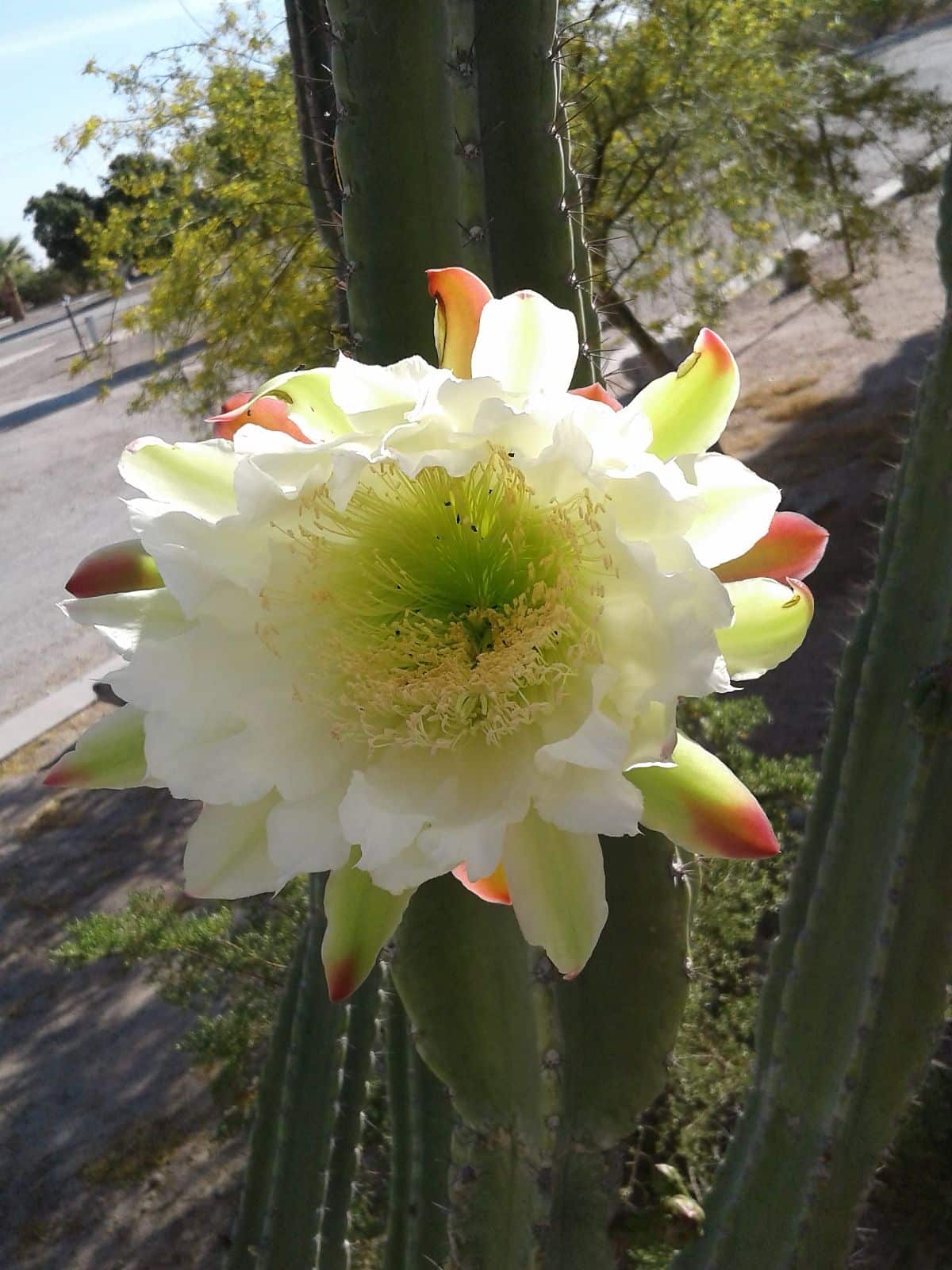 Moonlight Cactus with a white flower.