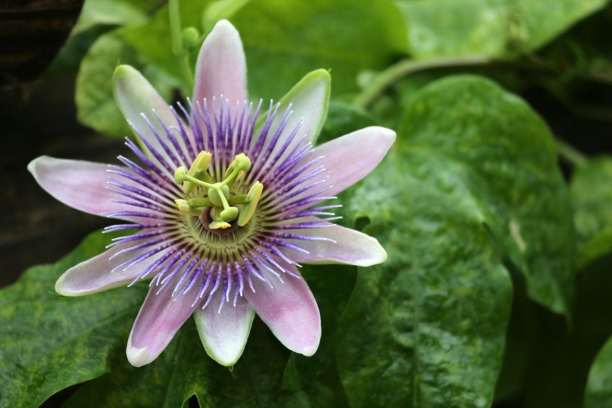 A close-up of a beautiful Passion Flower.