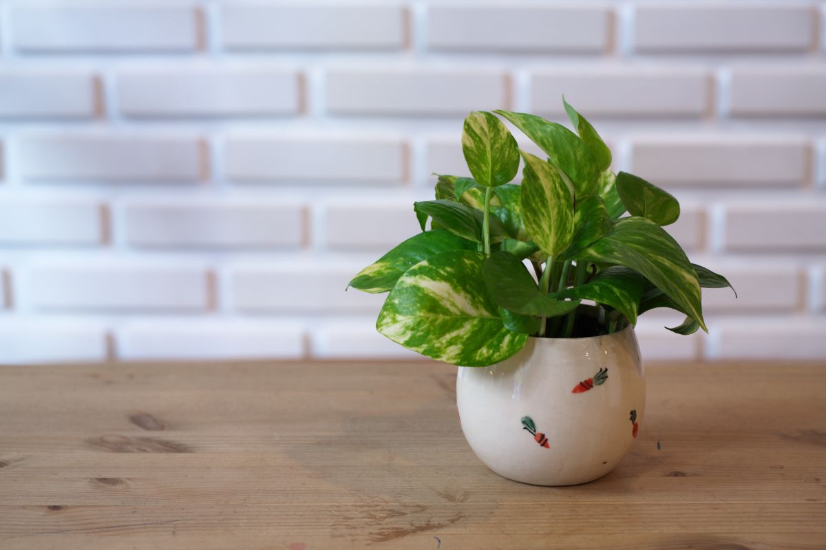 A young Pothos plant in a small pot on a table.