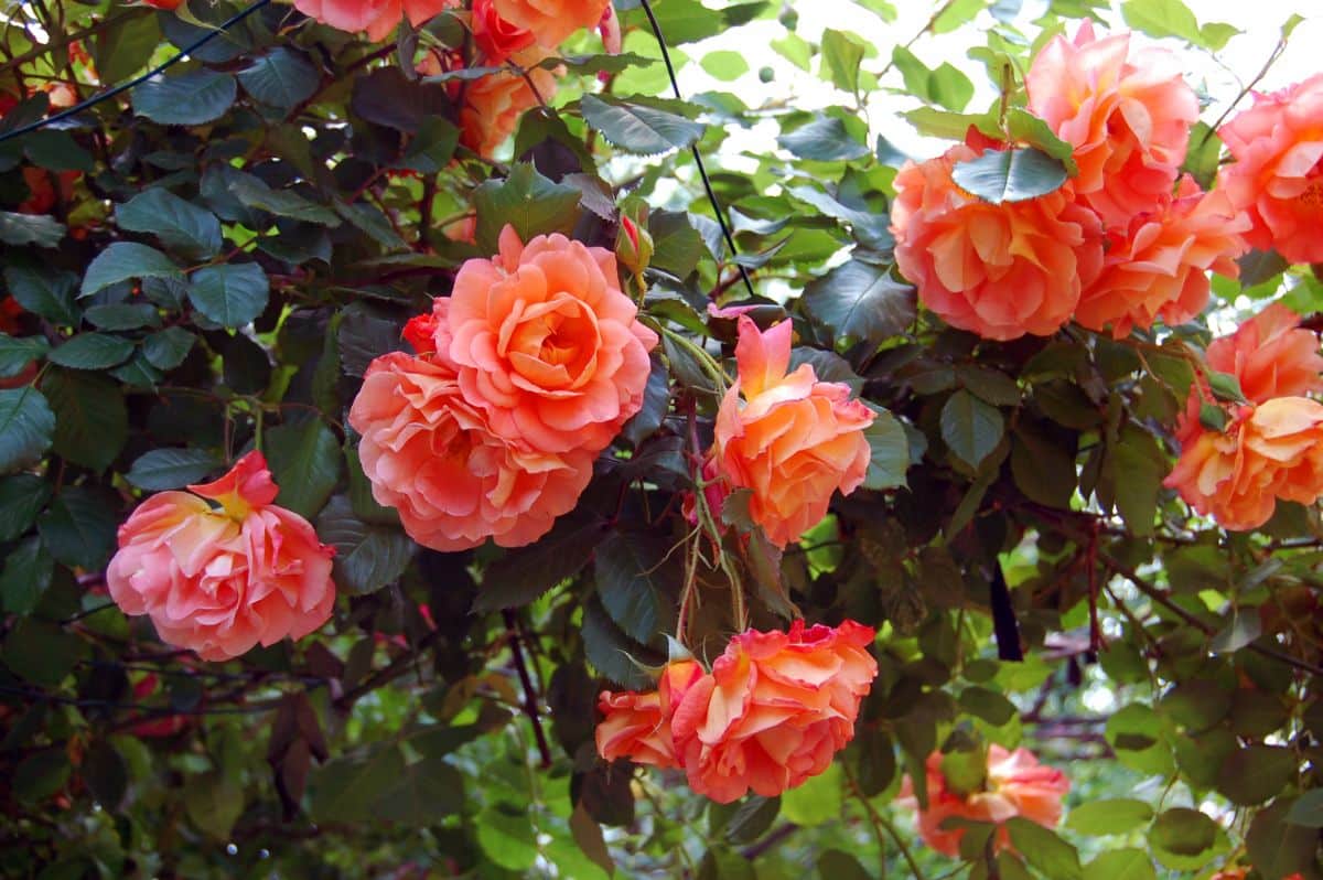 Beautiful orange blooming Roses in a partial shade.