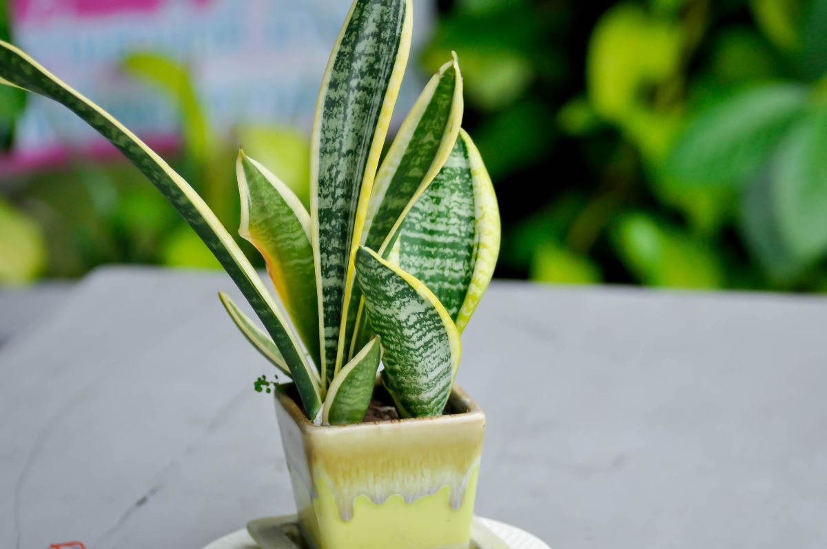 A Snake Plant in a small yellow pot on a gray table.