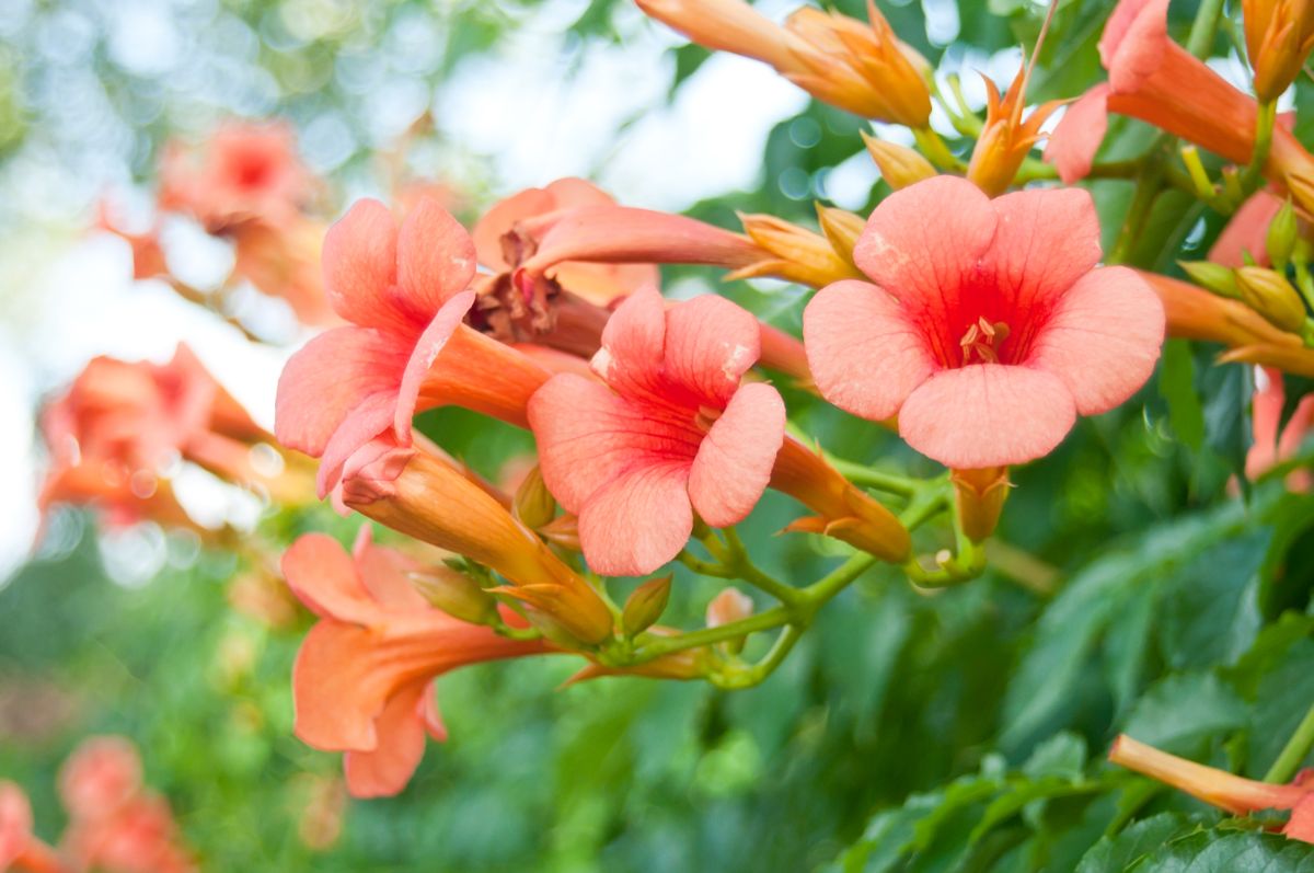 A cluster of orange flowers of a Trumpet Creeper.