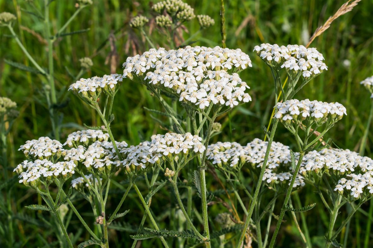 Yarrow in white bloom in a field.