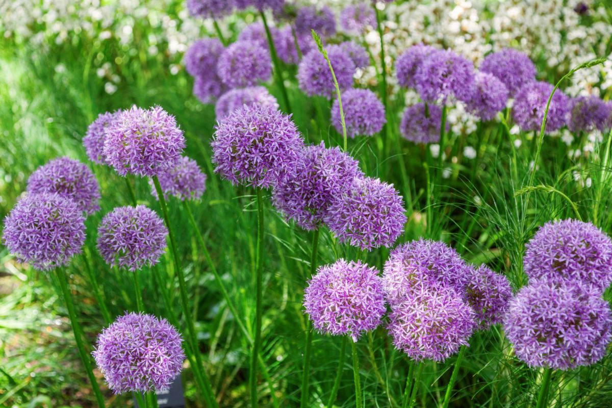 Alliums in purple bloom in partial shade.