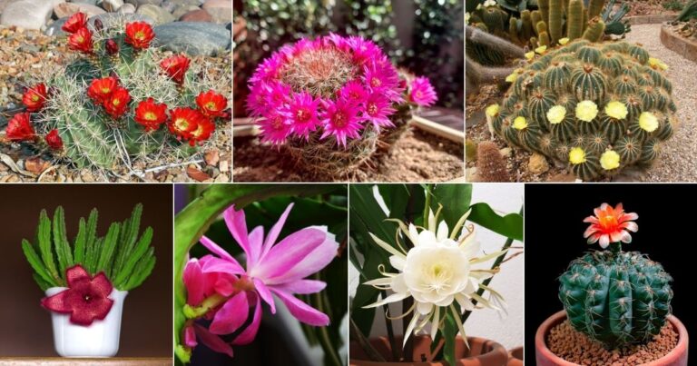 20 Beautiful Cactuses With The Biggest Flowers