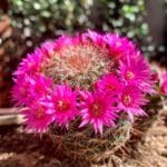 Rosy Pincushion Cactus with vibrant-purple flowers.