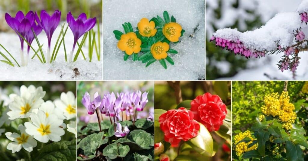 20 Beautiful Flowers That Bloom in Winter