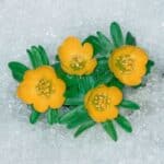Winter Aconite in yellow bloom in the snow.