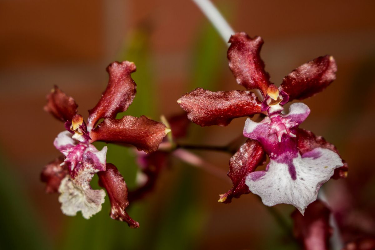 Two flowers of a Chocolate Orchid with brown petals.