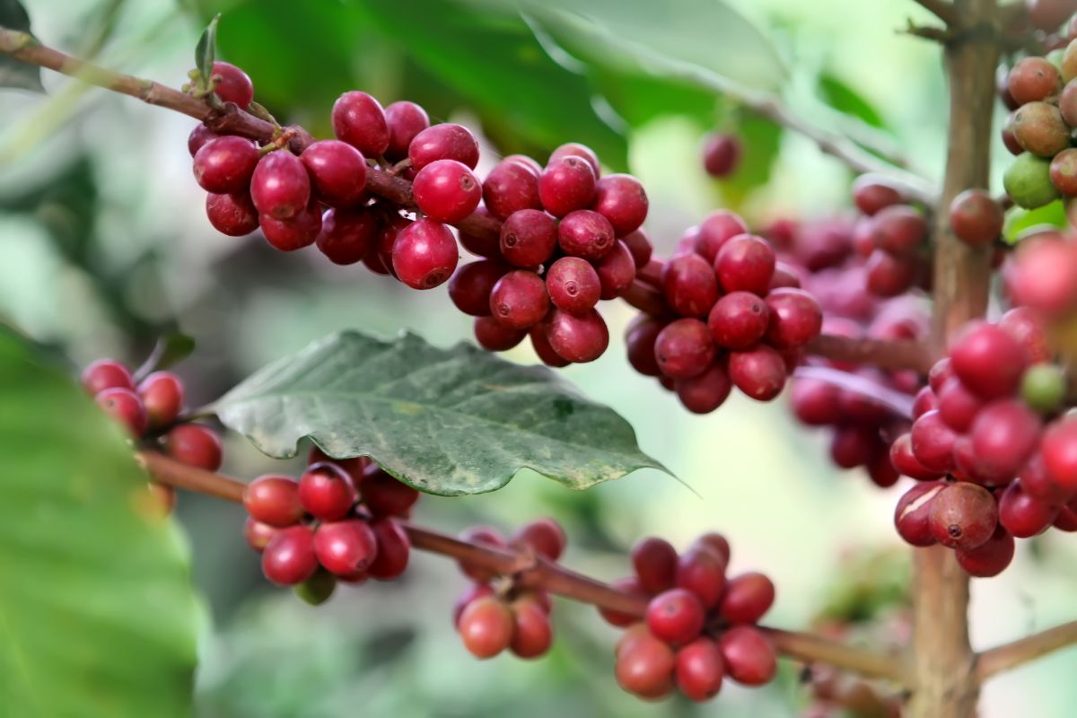 Coffee Plant with red fruits.