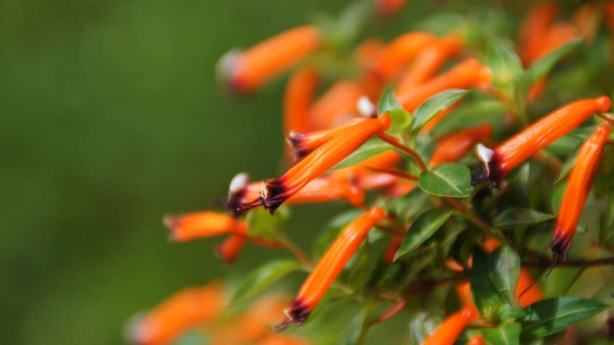 A close-up of orange flowers of a cuphea plant.
