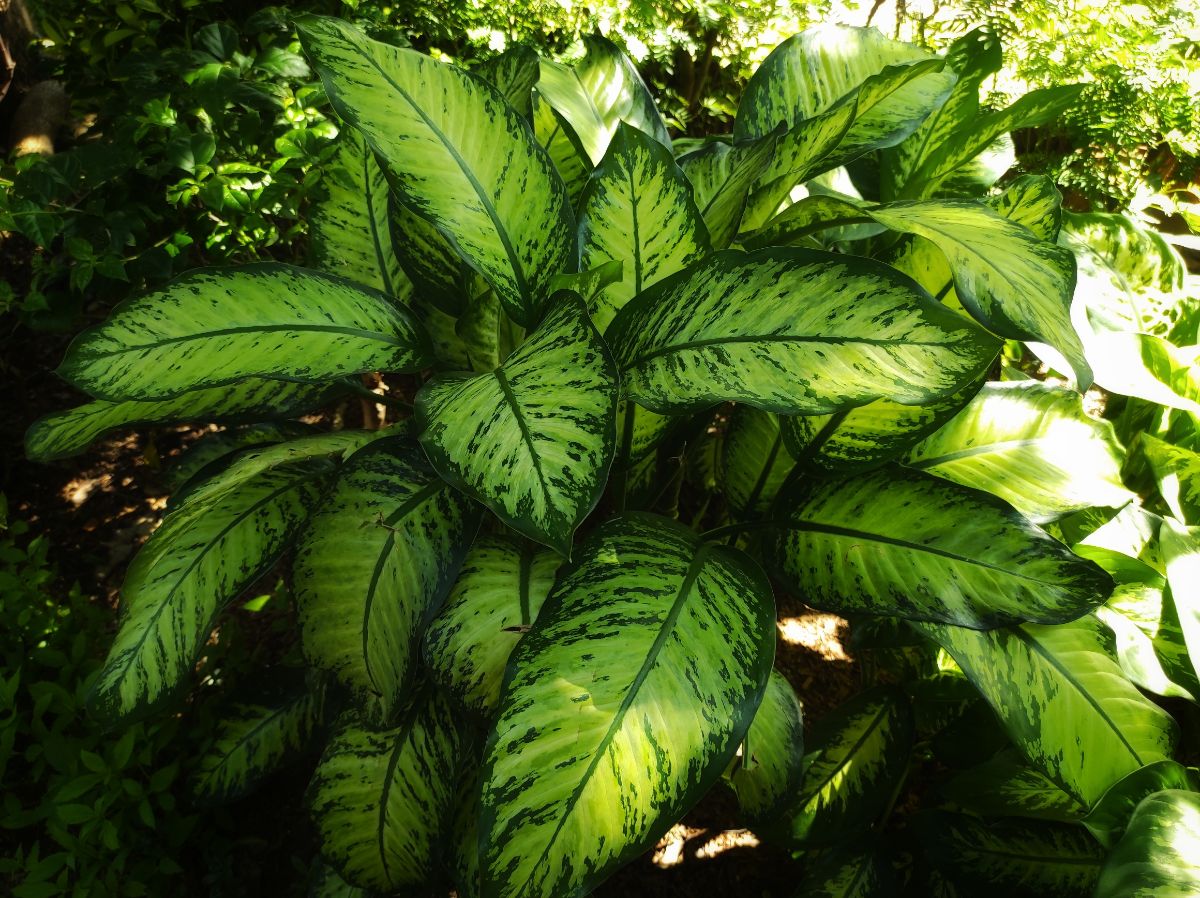 Big green striped foliage of a Tropic Snow Dumb Cane plant.
