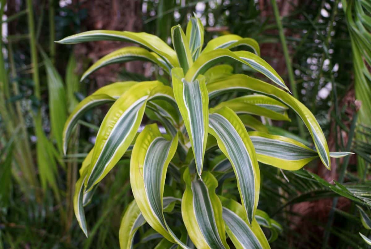 A Dracaena plant with beautiful striped foliage.