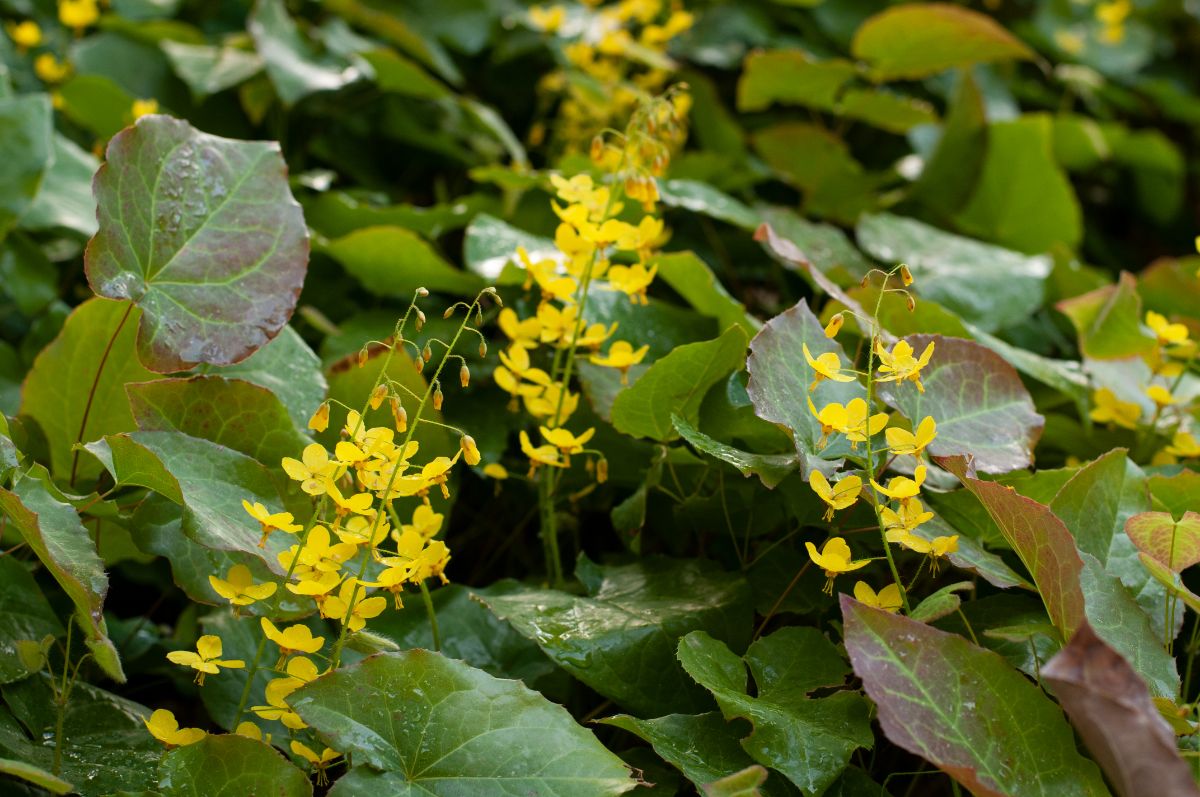 An Epimedium in yellow bloom.