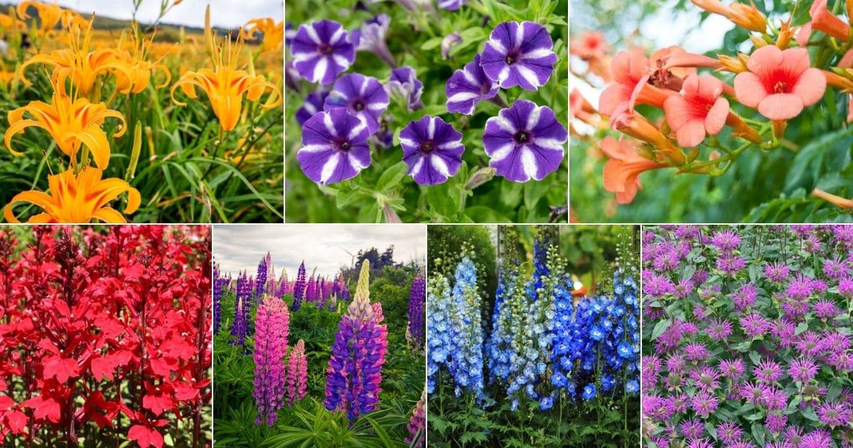20 Flowers That Attract Hummingbirds