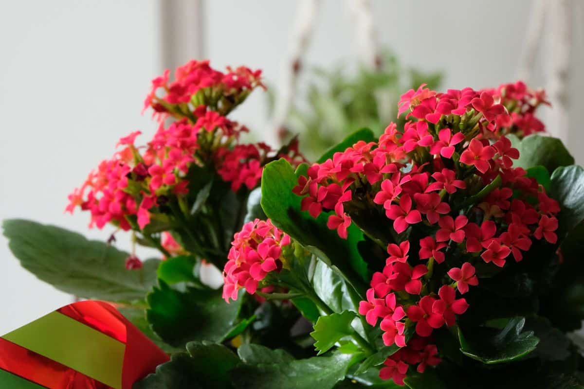 Kalanchoe plant in vibrant red bloom.