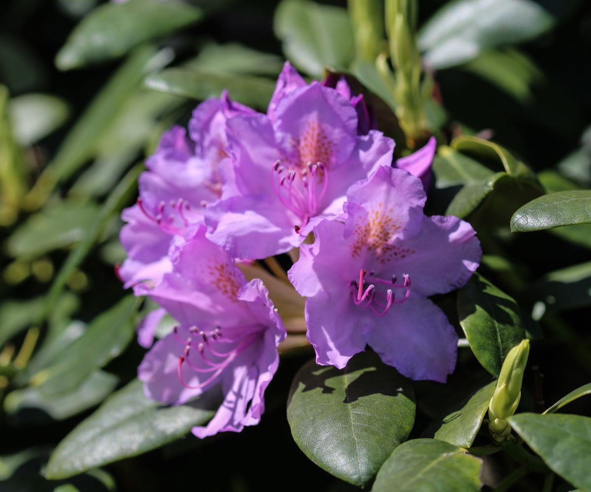 A cluster of Lavender Rhododendron Shrub pink flowers on a sunny day.