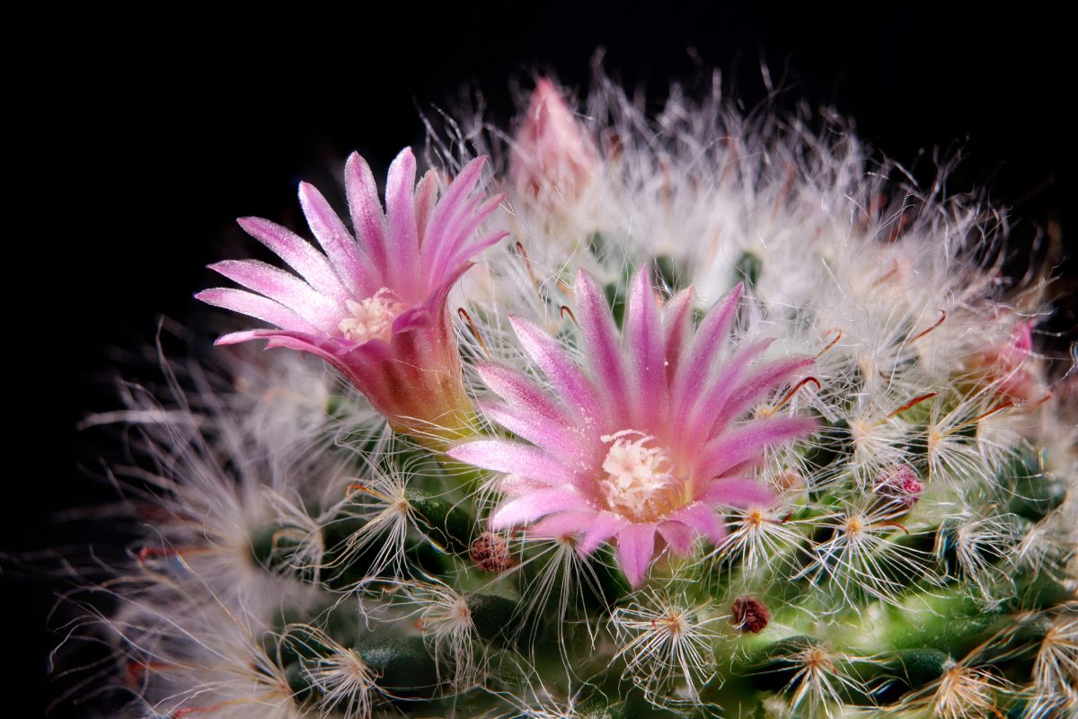PowderPuff Cactus with pink flowers.