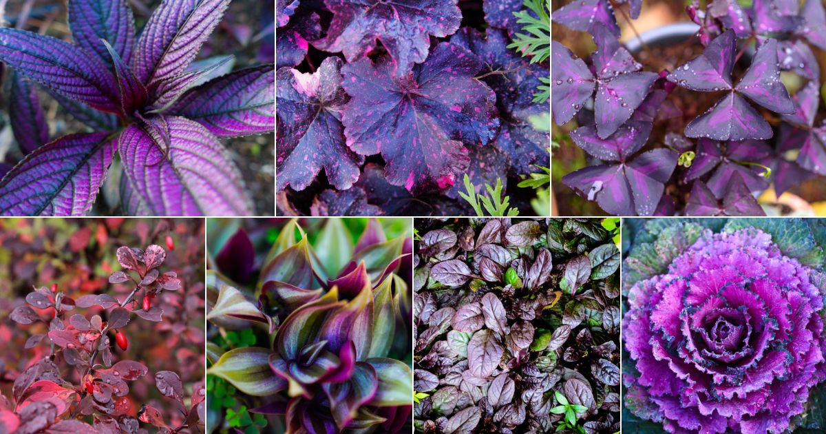 20 Most Popular Plants With Purple Leaves facebook image.