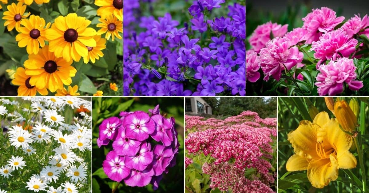 20 Perennial Flowers That Bloom From Spring To Fall facebook image.