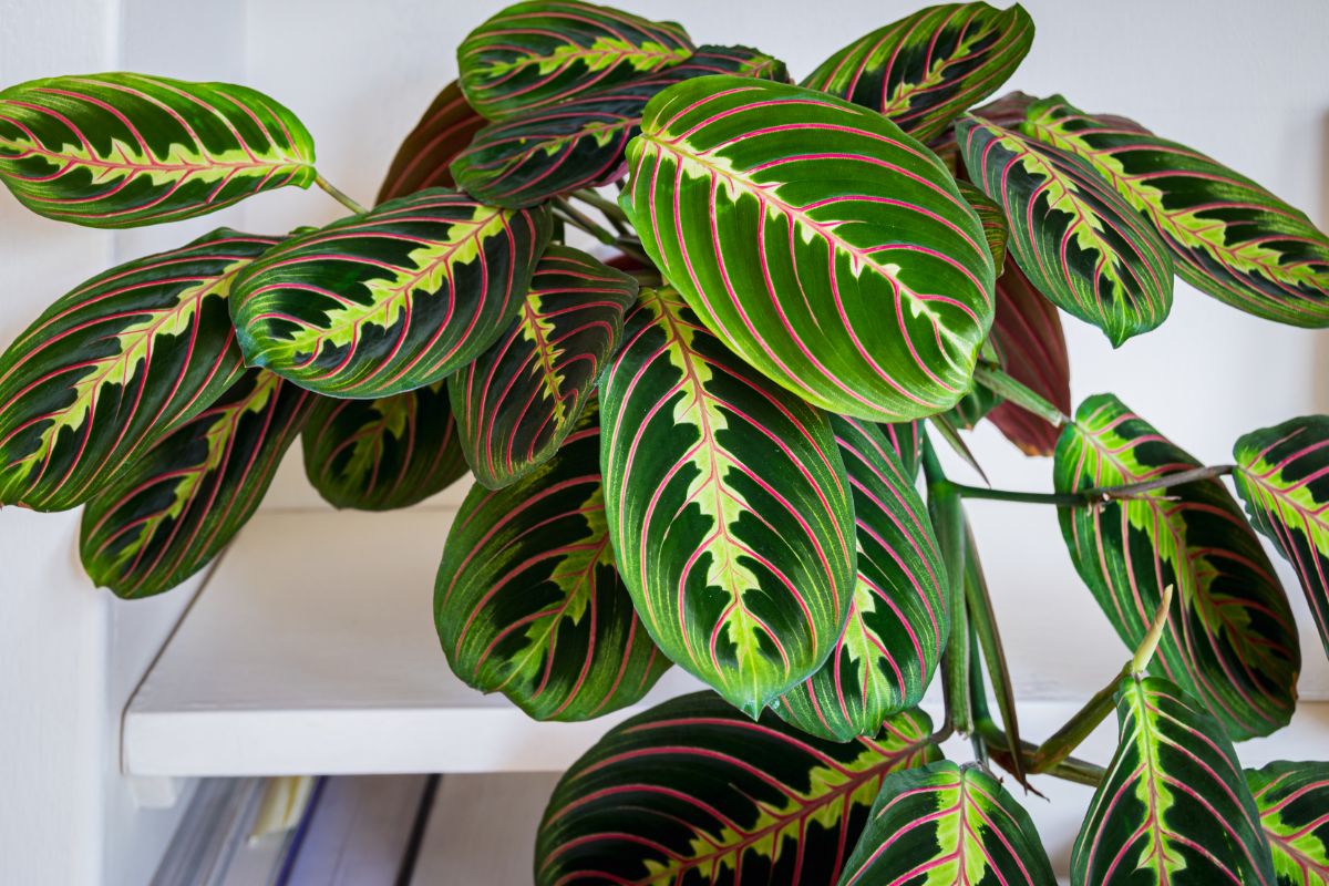 A Prayer Plant with beautiful foliage indoor.
