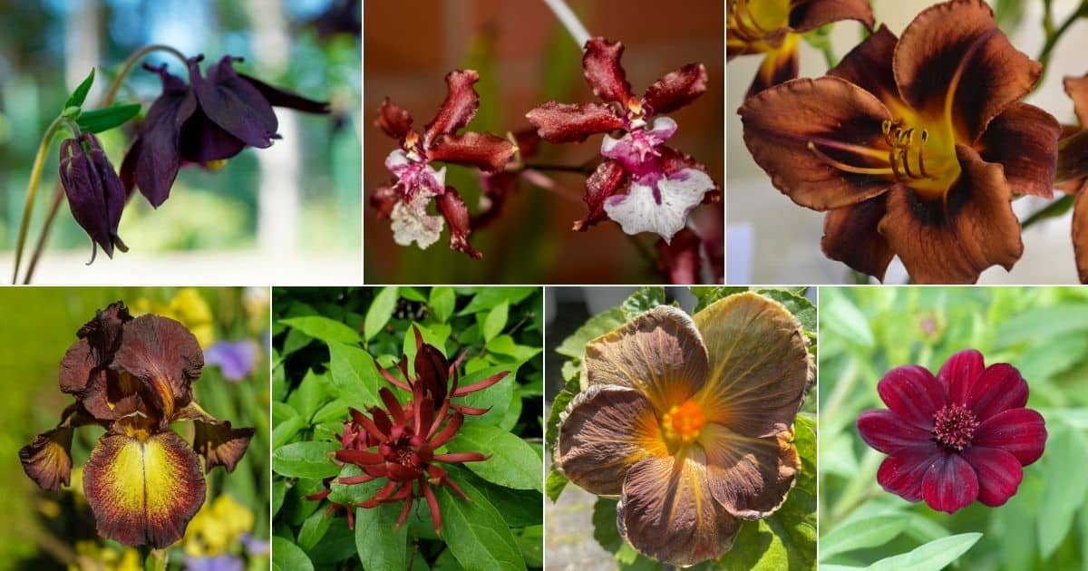 20 Rare Brown Flowers That Are Unique And Beautiful facebook image.