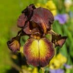 A close-up of a brown, yellow Bearded Iris flower.