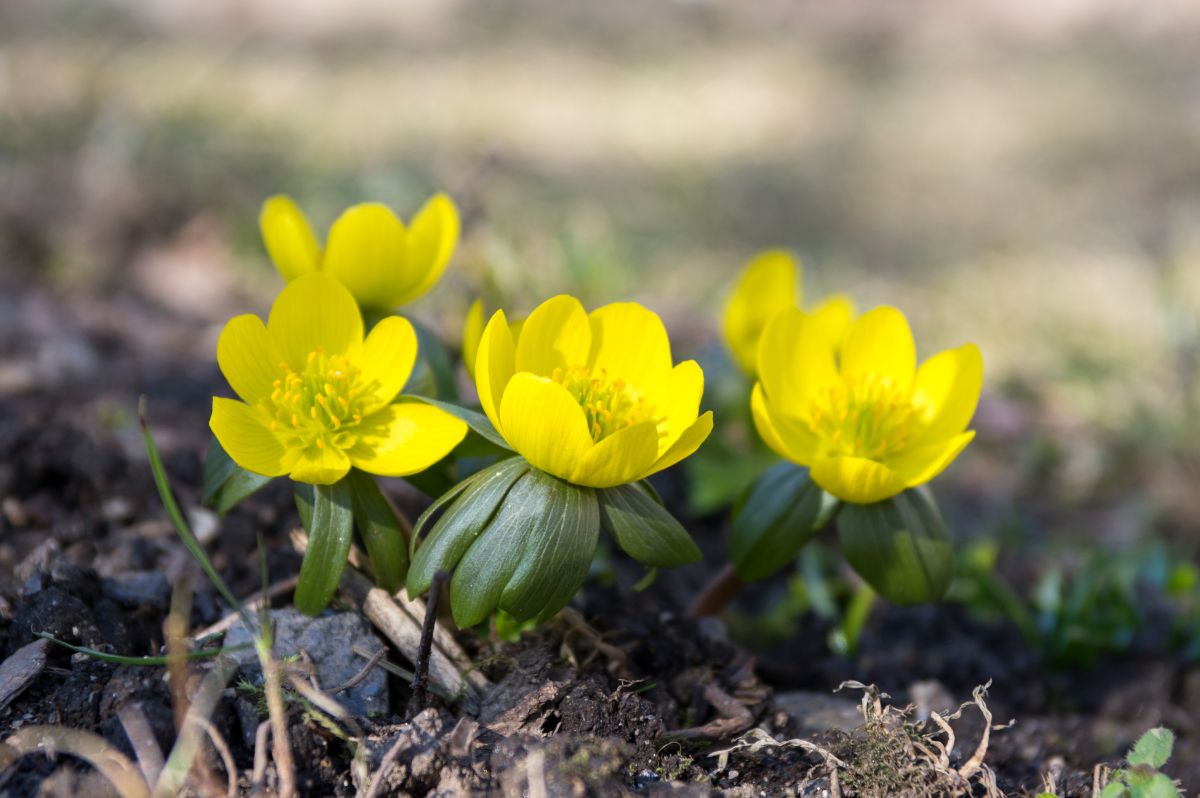 Winter Aconites in yellow bloom close-up.