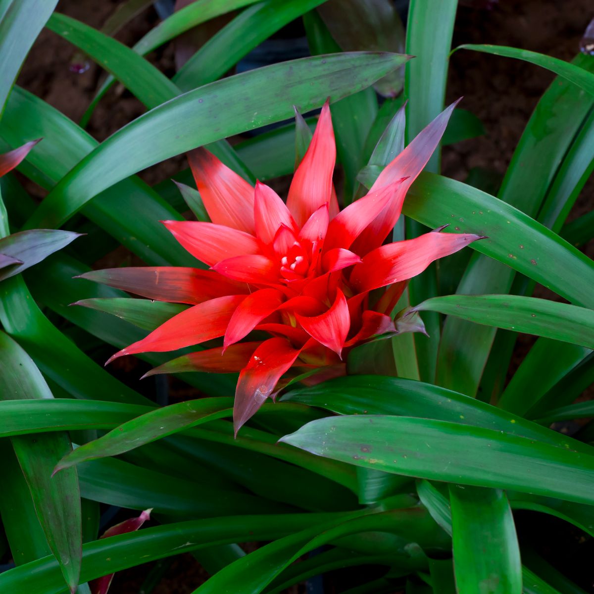 A close-up of a Bromeliad red blooming flower.