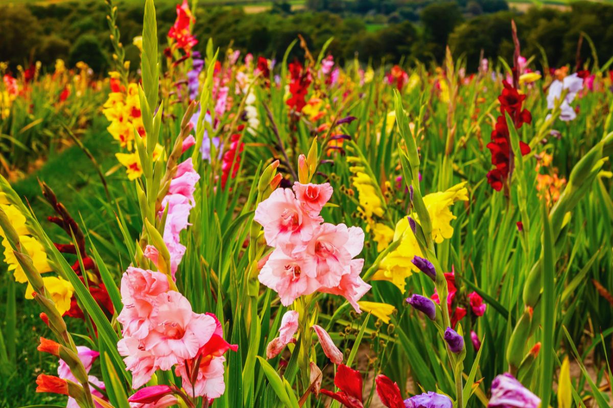 Gladiolus plants in the full bloom of different colors.