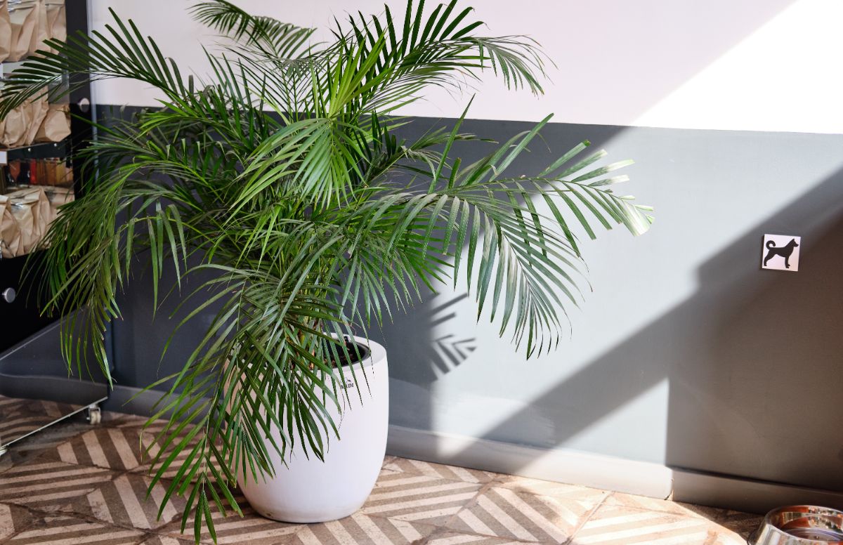 Kentia Palm in a white pot on a floor in a partial shade.