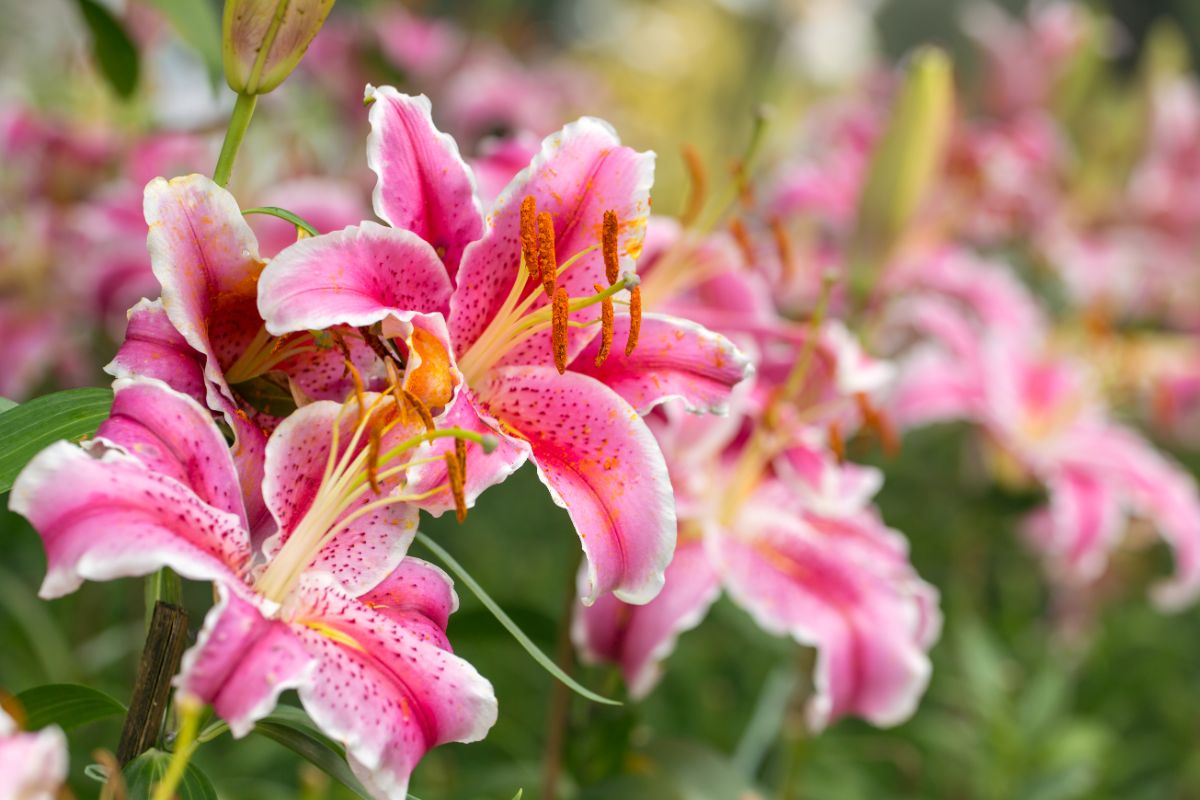 Beautiful Lily flowers with white-pink petals.