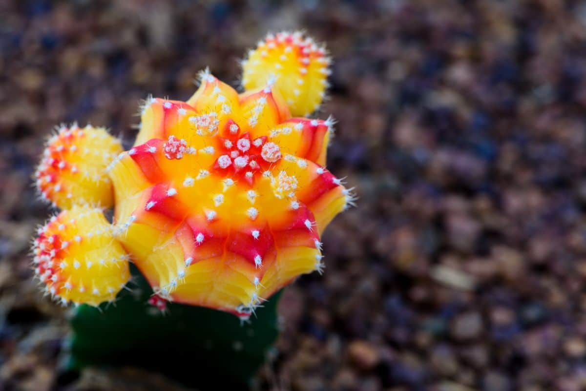A beautiful Moon Cactus with red and yellow stems.