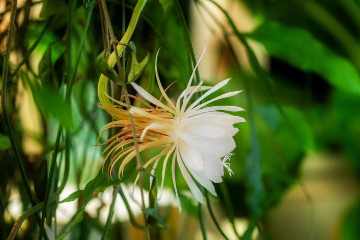 A close-up of Queen of the Night with a white flower.