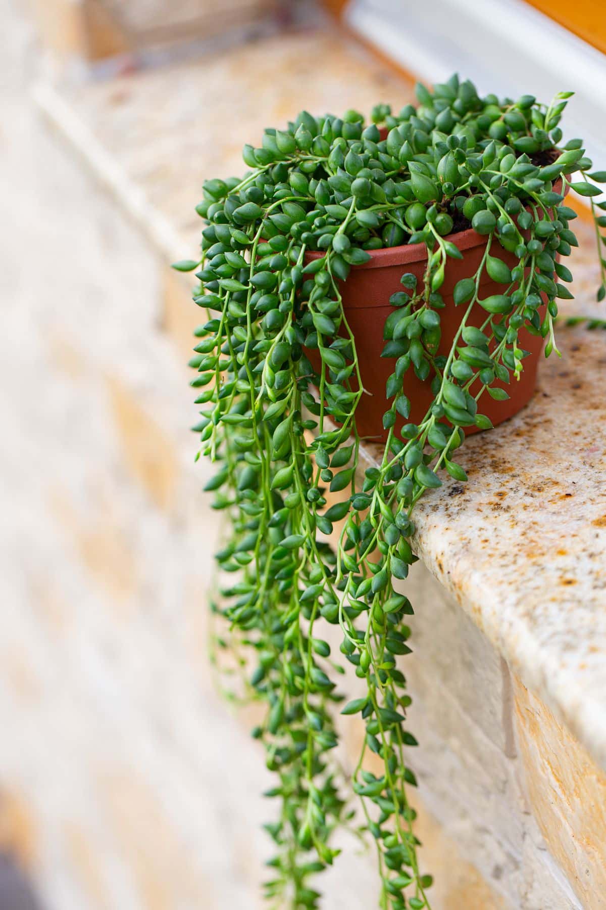 A string of Pearls in a brown pot on a windowsill.