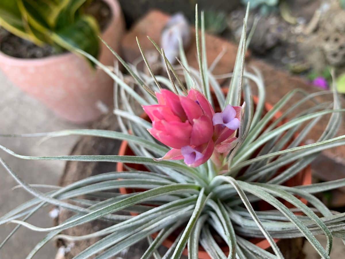 Tillandsia Cotton candy in red bloom growing in a pot.