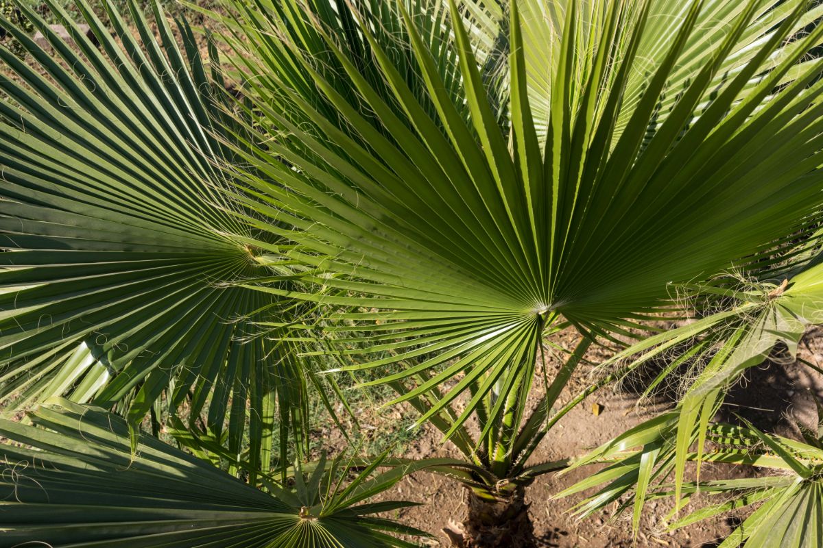 Windmill Palm with long spikey leaves.