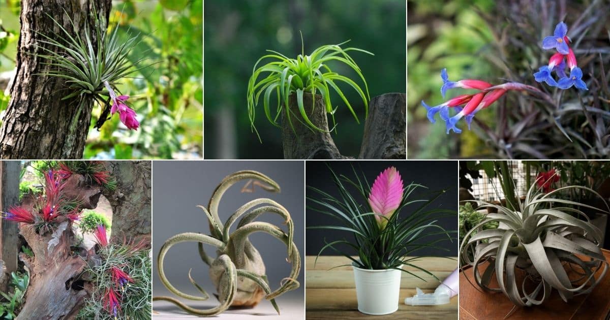 21 Unique And Decorative Air Plants (With Pics And Names) facebook image.
