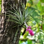 Tillandsia Stricta in red bloom growing on a tree trunk.