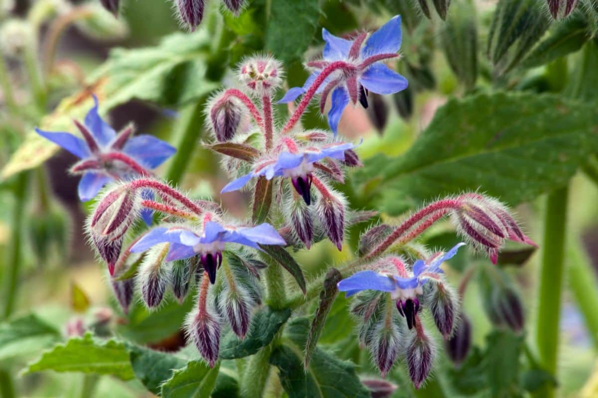Star shape flowers in the blue bloom of a Borage plant-