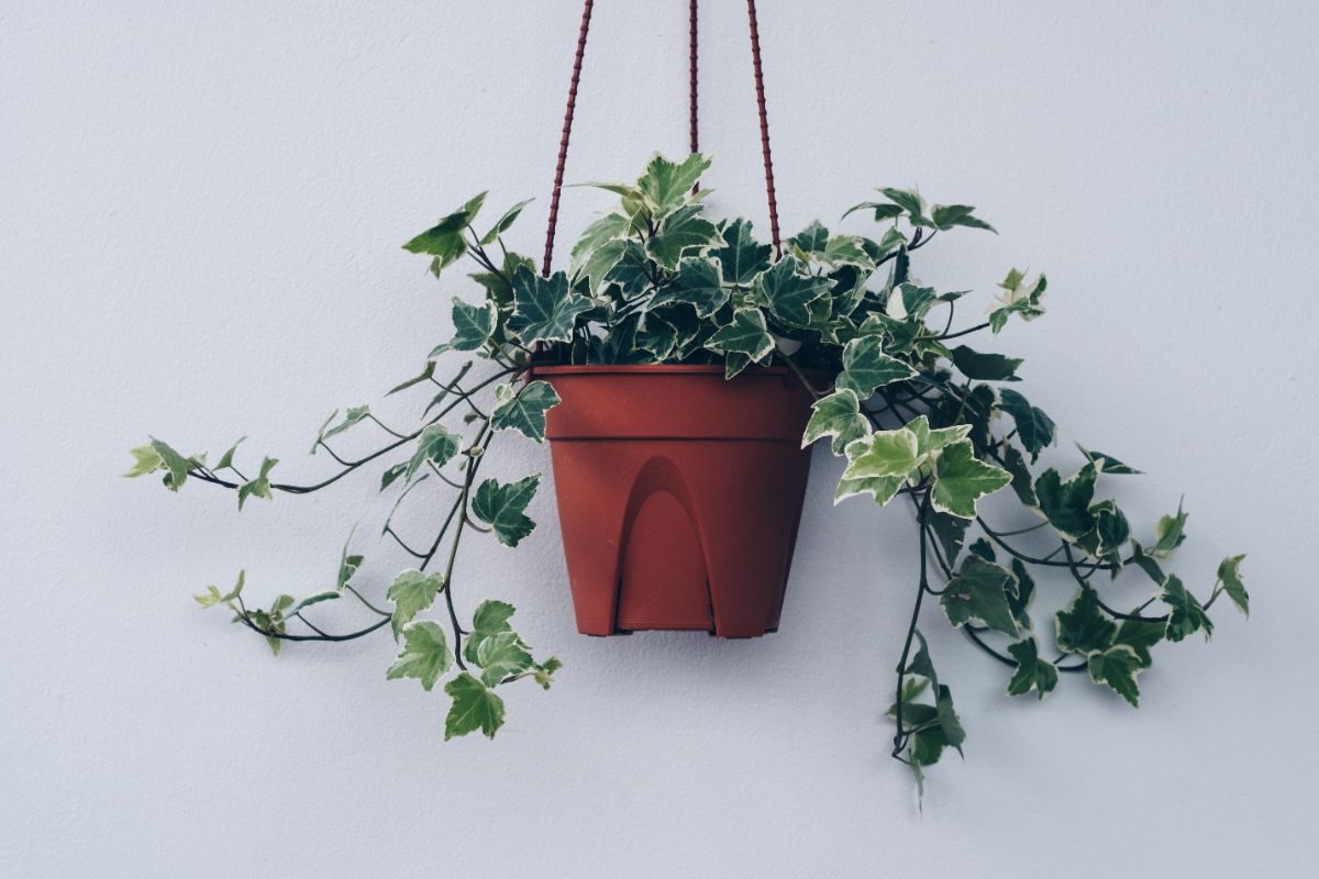 English Ivy growing in a hanging pot.
