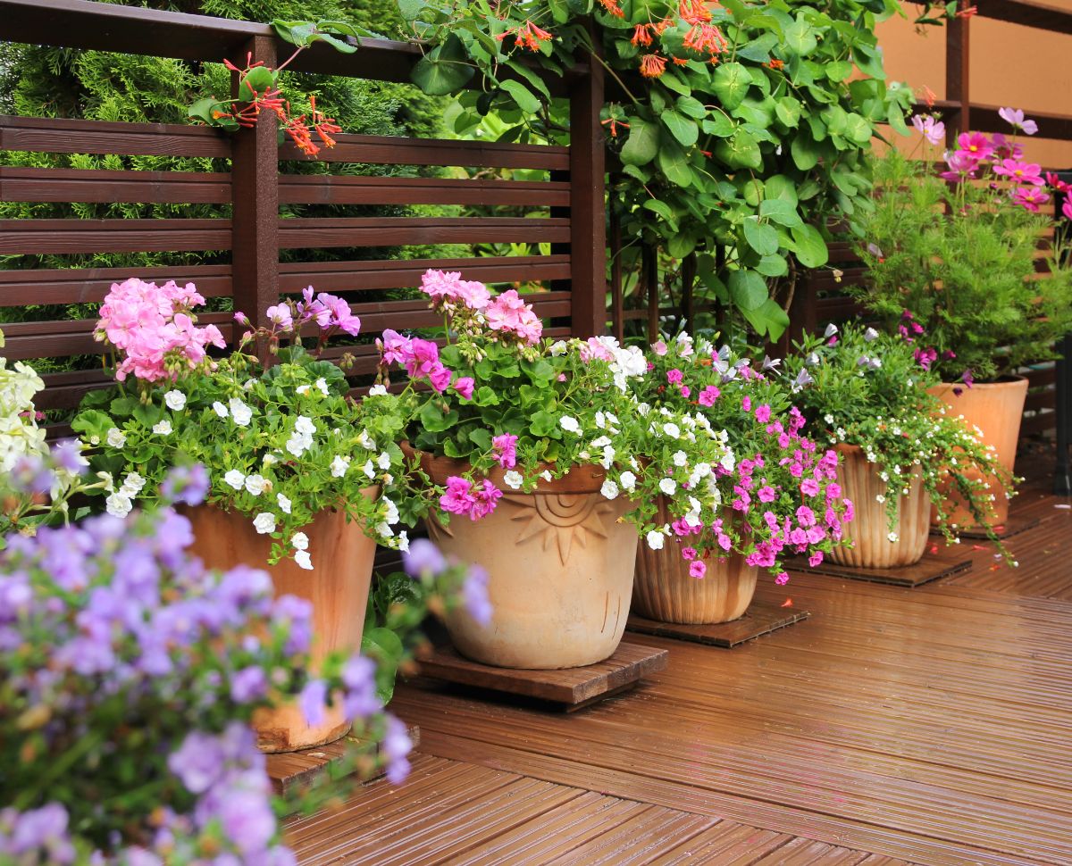 Clay pots full of blooming flowers on a wooden deck.
