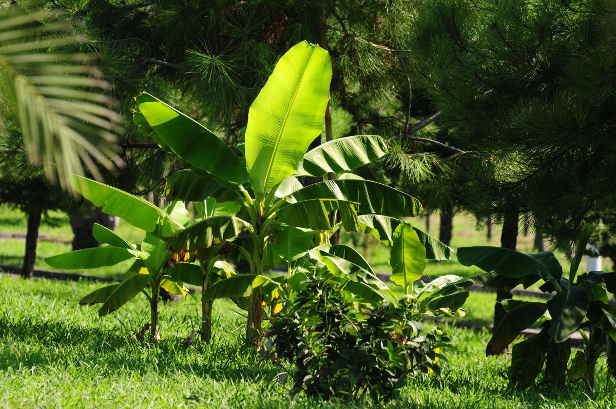 Hardy Japanese Banana plant in  a park on a sunny day.
