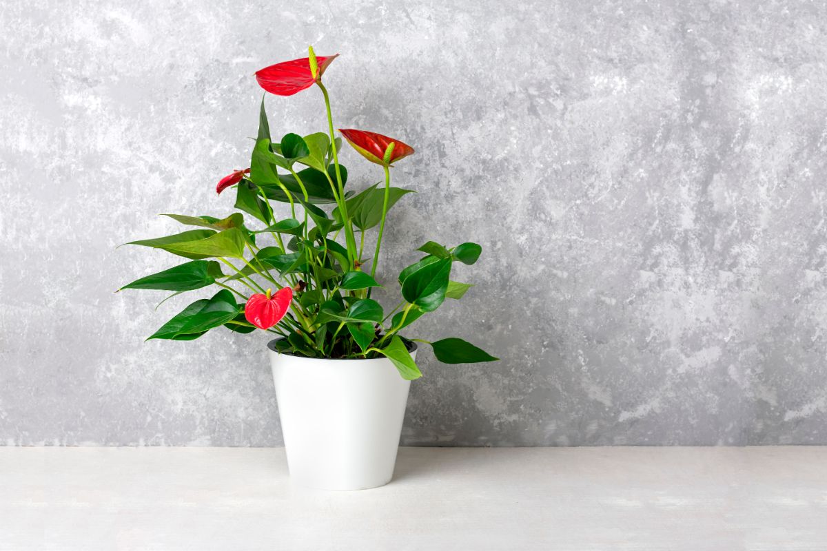 Anthurium plant with beautiful foliage in a white pot.