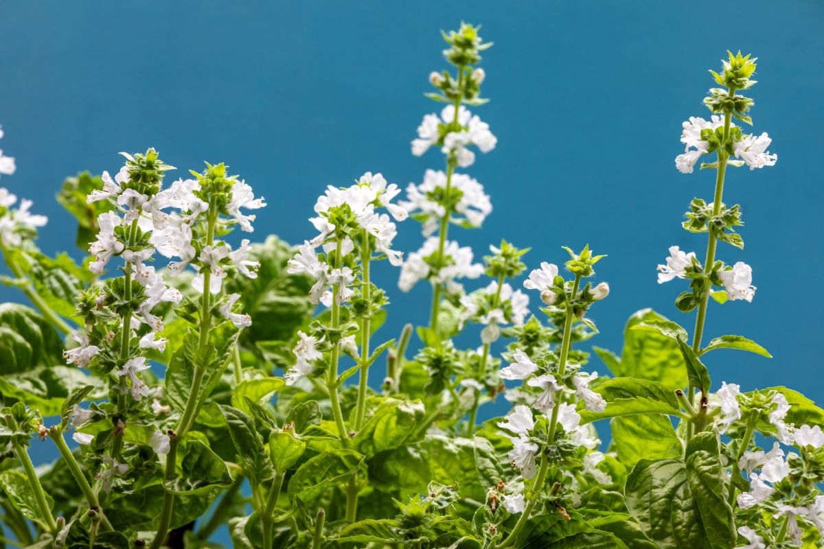 Basil in white bloom on a sunny day.
