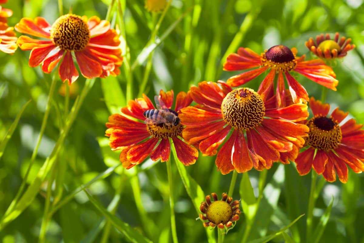 A close-up of Blanket Flowers with a bee on a sunny day.