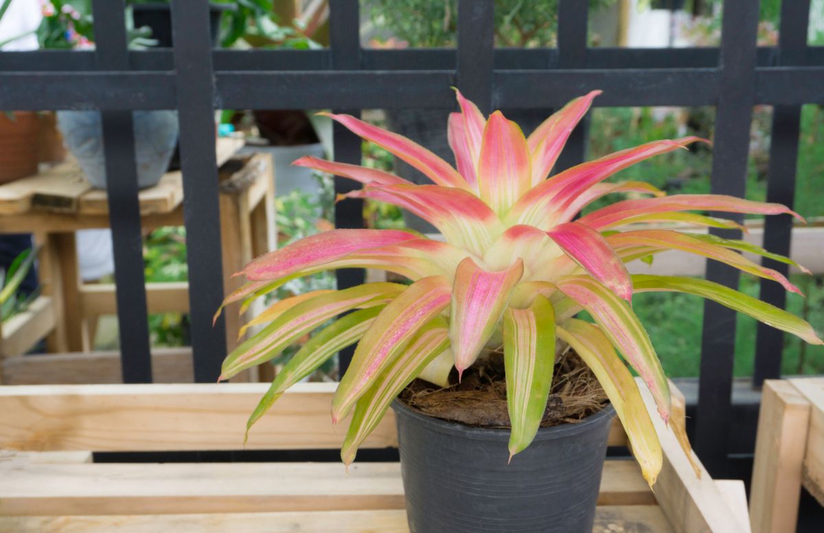 Tropical Bromeliad with green-pink foliage in a black pot.