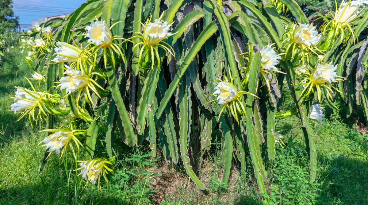 Dragon fruit in white bloom on a sunny day.