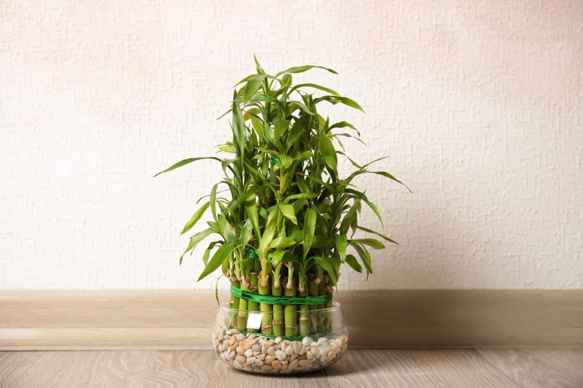 Lucky Bamboo in a glass pot on a floor.