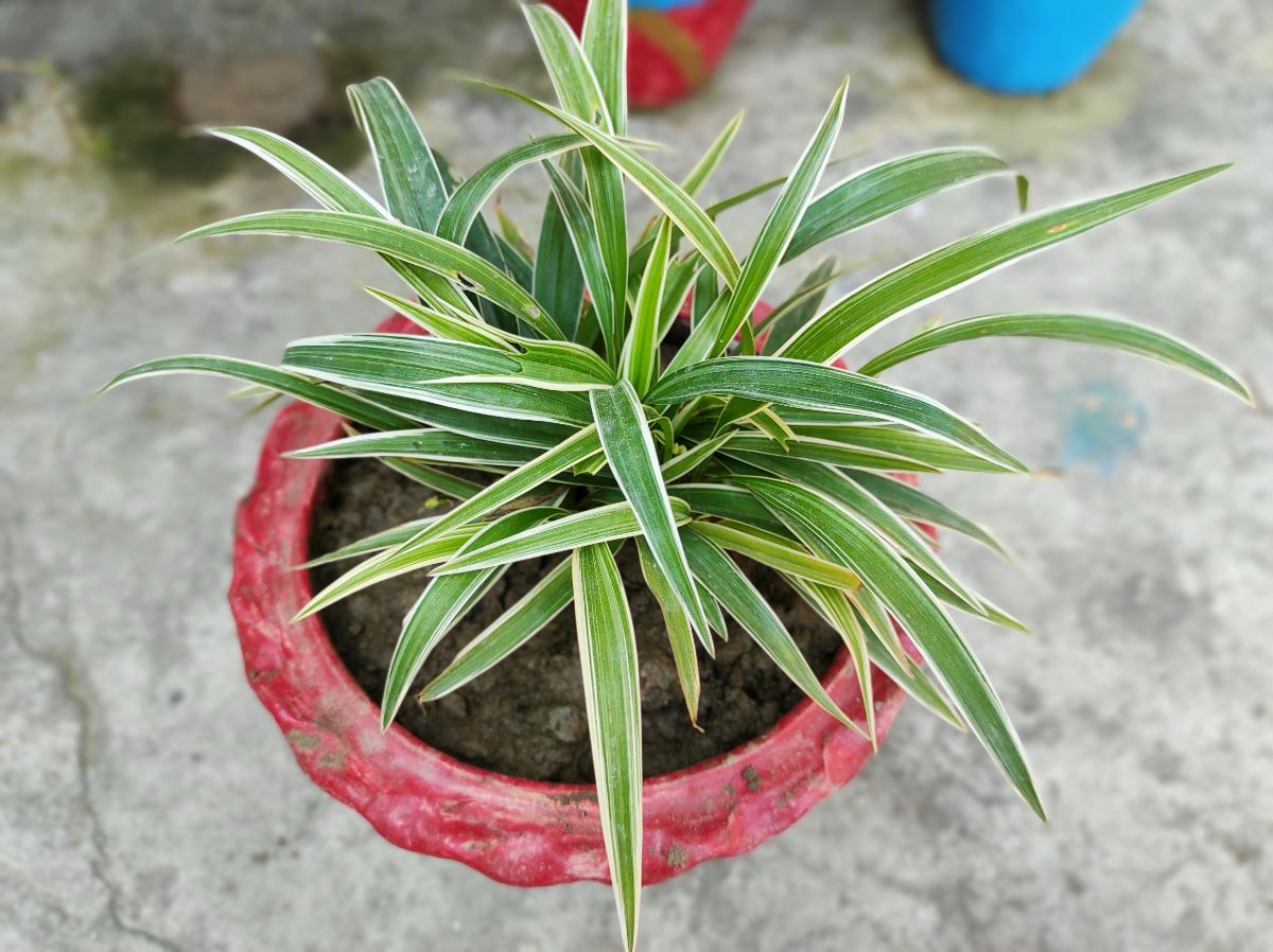 A Spider Plant with striped leaves in a red pot.